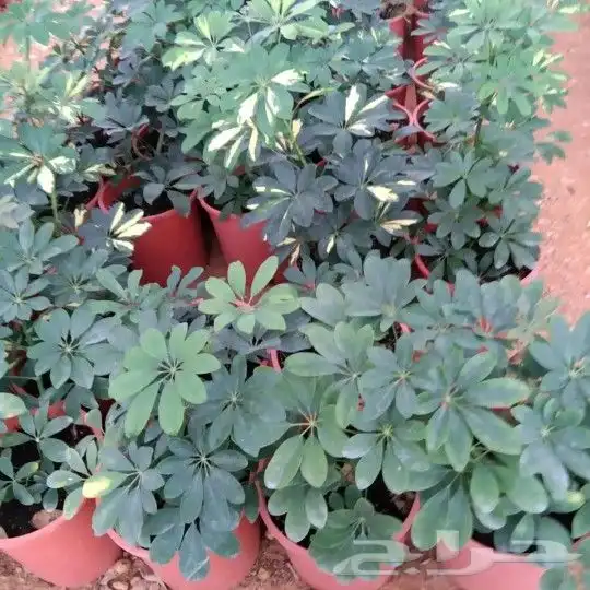 https   www.instagram.com p CWNfQyzqB1f  igsh 70