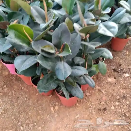 https   www.instagram.com p CWNfQyzqB1f  igsh 63