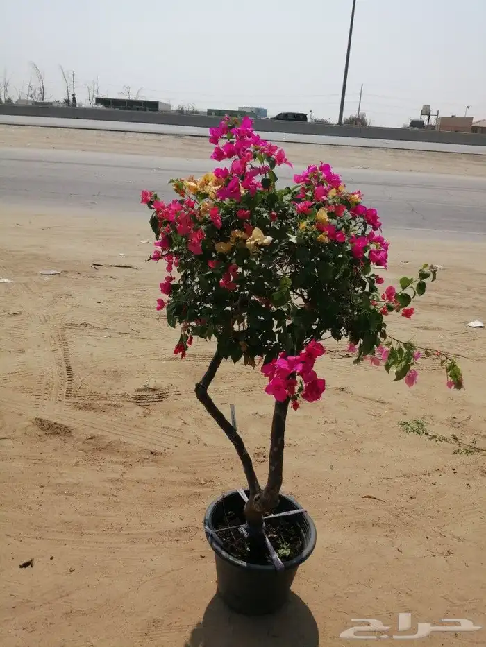 https   www.instagram.com p CWNfQyzqB1f  igsh 34