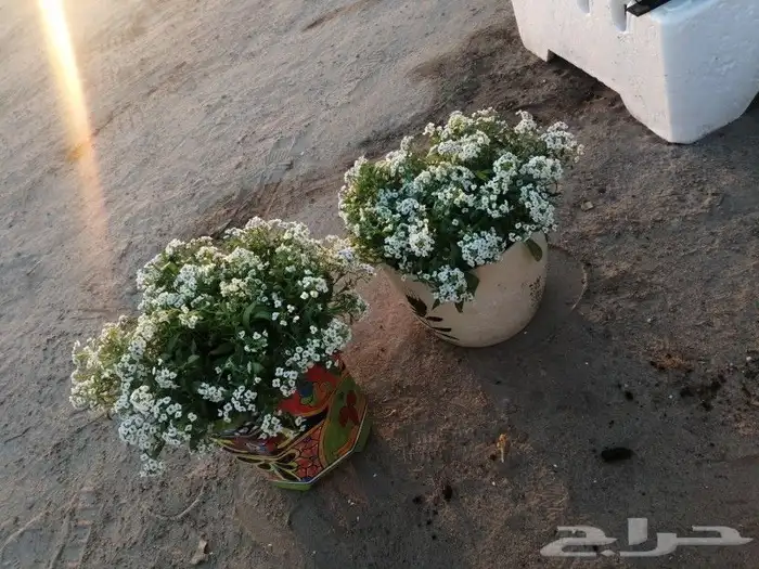 https   www.instagram.com p CWNfQyzqB1f  igsh 16