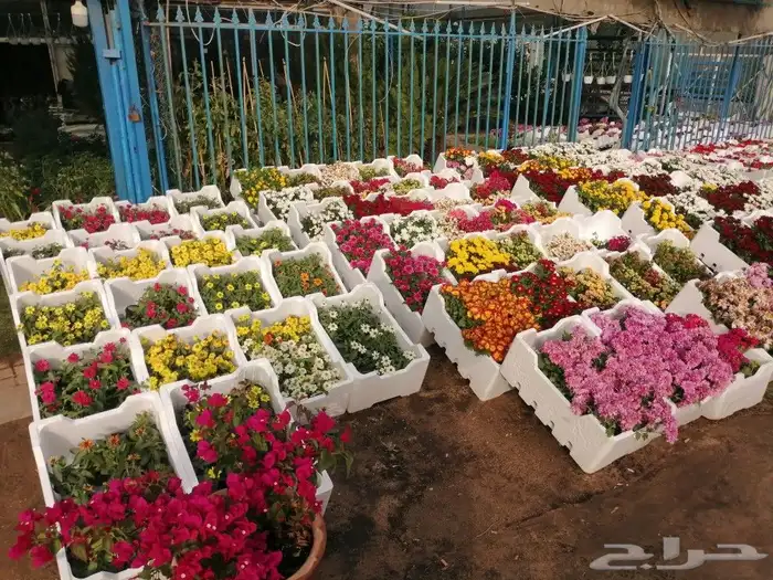 https   www.instagram.com p CWNfQyzqB1f  igsh 24