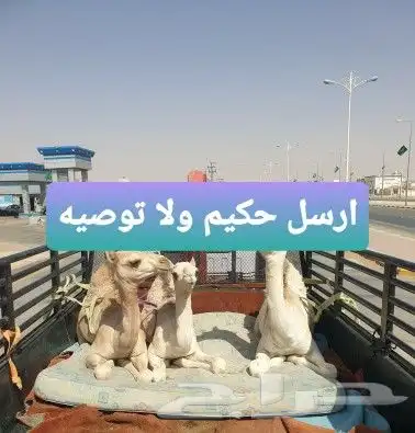 دنا ونش هيدروليك لنقل الأبل 0