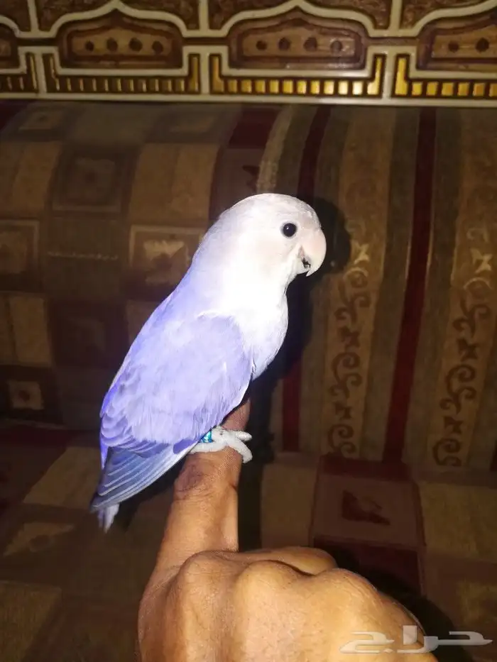 فرخ روز فايلوت اوبلاين 2