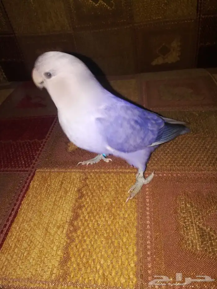فرخ روز فايلوت اوبلاين 4