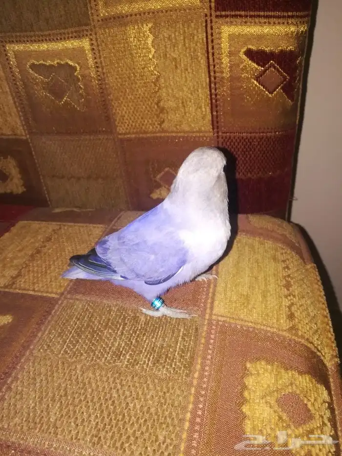 فرخ روز فايلوت اوبلاين 6
