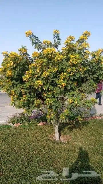 مشتل زراعة لجميع انواع الأشجار والشللات 12