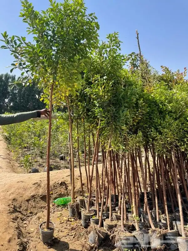 مشتل زراعة لجميع انواع الأشجار والشللات 16