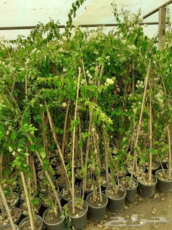 مشتل زراعة لجميع انواع الأشجار والشللات 13