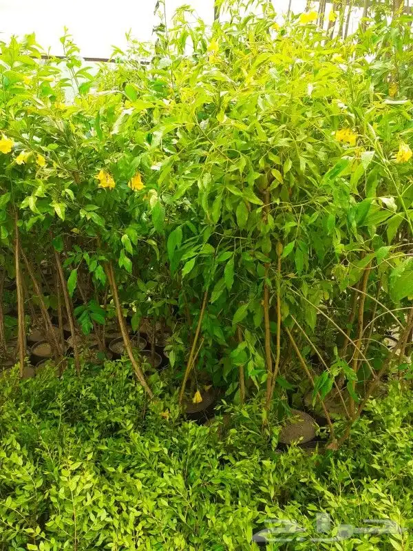 مشتل زراعة لجميع انواع الأشجار والشللات 14