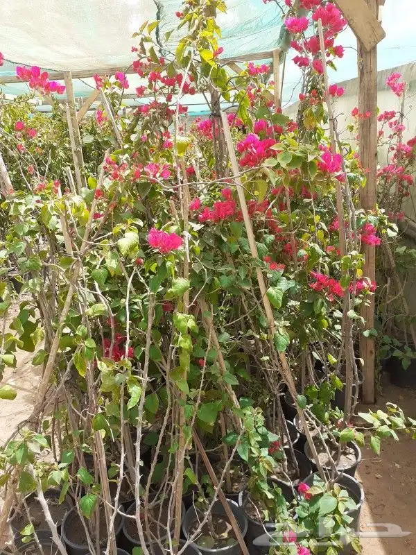 مشتل زراعة لجميع انواع الأشجار والشللات 15