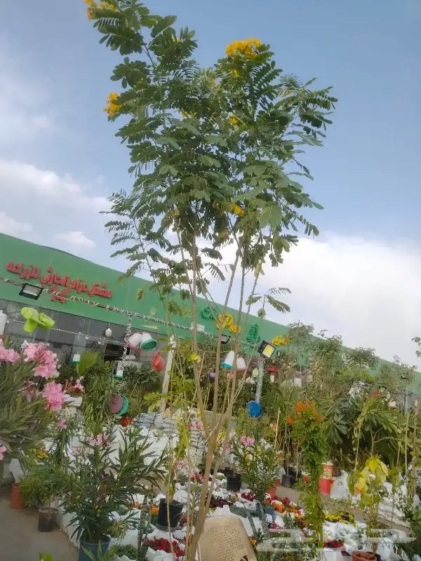 مشتل زراعة لجميع انواع الأشجار والشللات 5