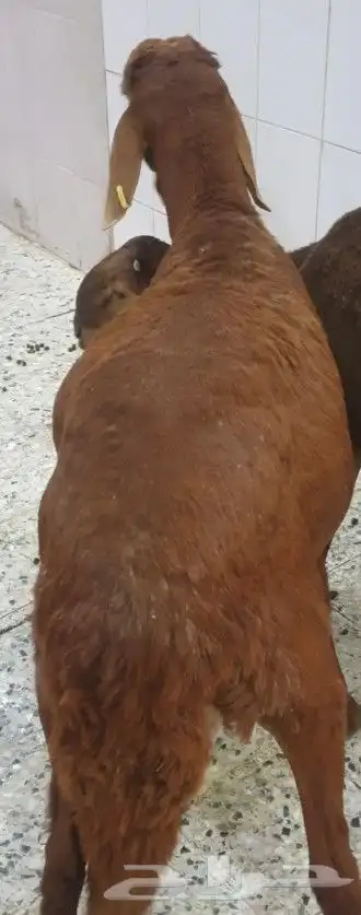 ذبايح حريه ثلاجه فاخره لباب بيتك وسواكني 6