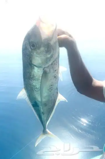 تعليم سواقة البوت والقارب واليخوت والجو بوت 9