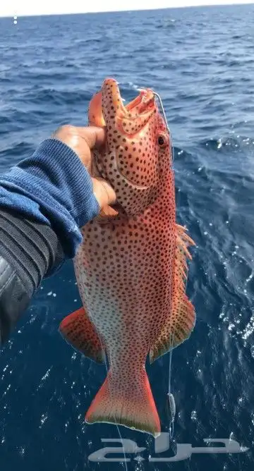 تعليم سواقة البوت والقارب واليخوت والجو بوت 8