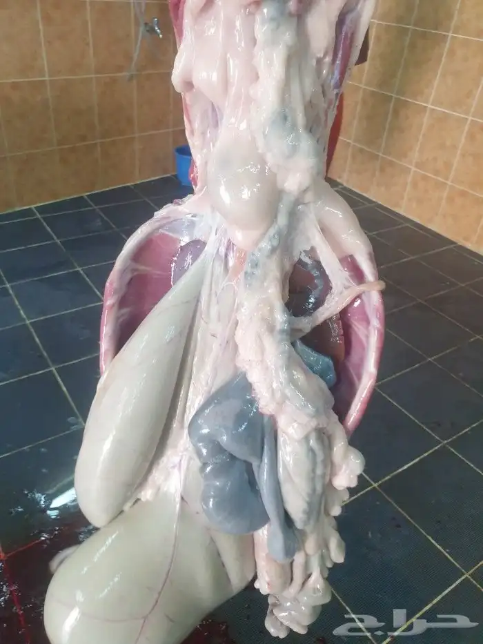 ذبايح حريه ثلاجه فاخره لباب بيتك وسواكني 13