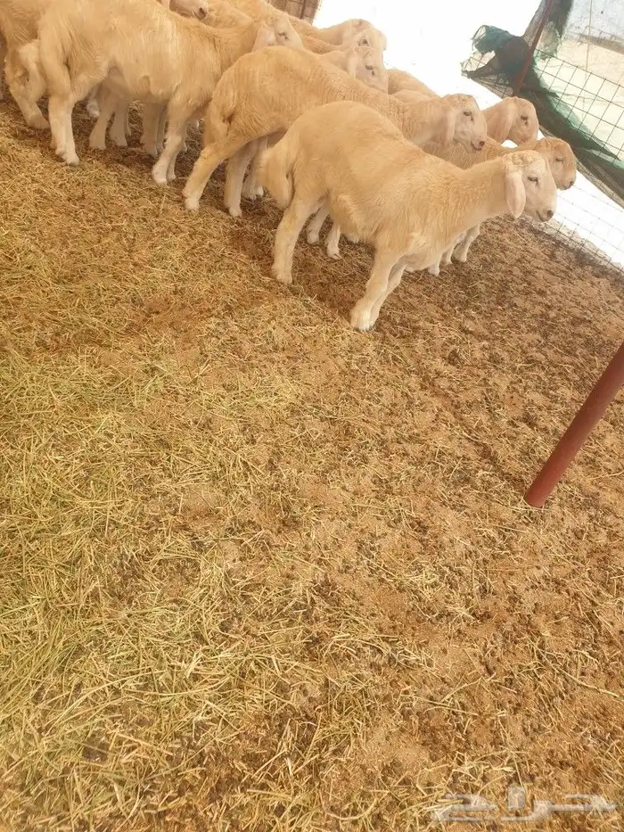 ذبايح حريه ثلاجه فاخره لباب بيتك وسواكني 12