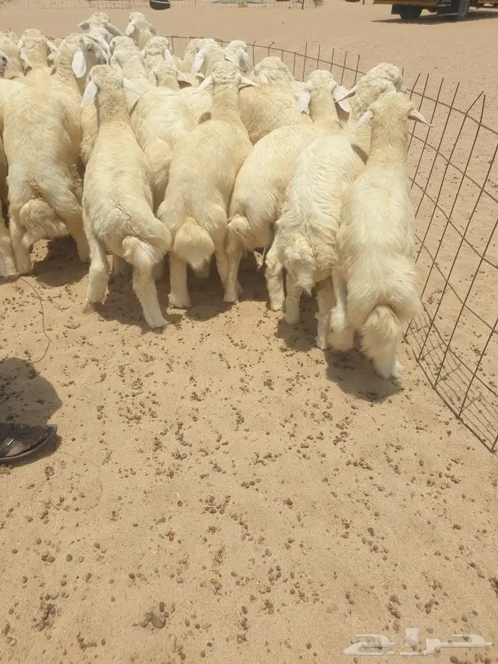 ذبايح حريه ثلاجه فاخره لباب بيتك وسواكني 11