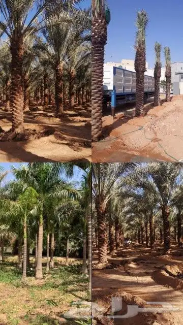 تكسيات جدارىه وعشب جدارى باقل الاسعار 3