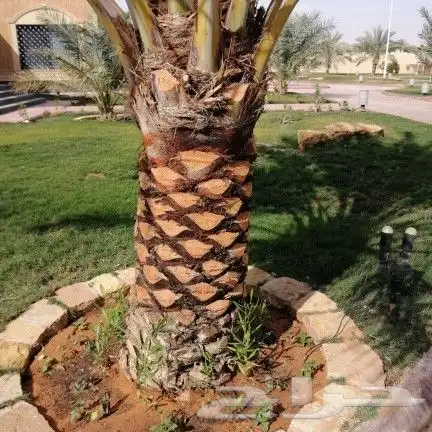 تكسيات جدارىه وعشب جدارى باقل الاسعار 9