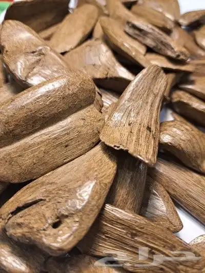 عرض العود المروكي 1