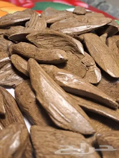 عرض العود المروكي 0