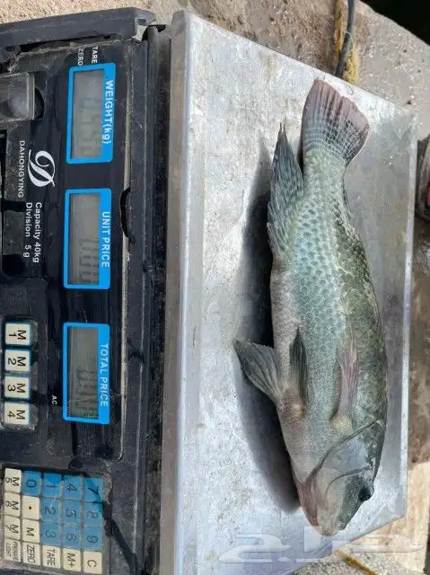 سمك بلطي حي من المزرعة 3