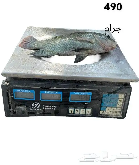 سمك بلطي حي من المزرعة 4