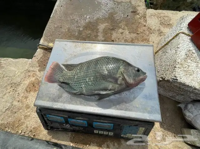 سمك بلطي حي من المزرعة 2