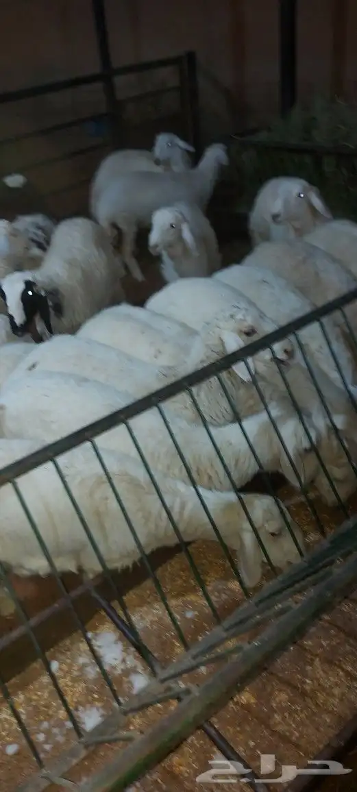 مطعم الخير يقدم... 7