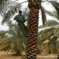 تكريب النخيل هلالى وتكريب عادي باقل الأسعار 5