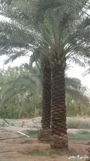 تكريب النخيل هلالى وتكريب عادي باقل الأسعار 4