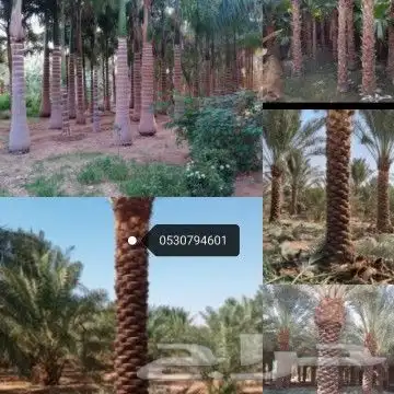 تكريب النخيل هلالى وتكريب عادي باقل الأسعار 0