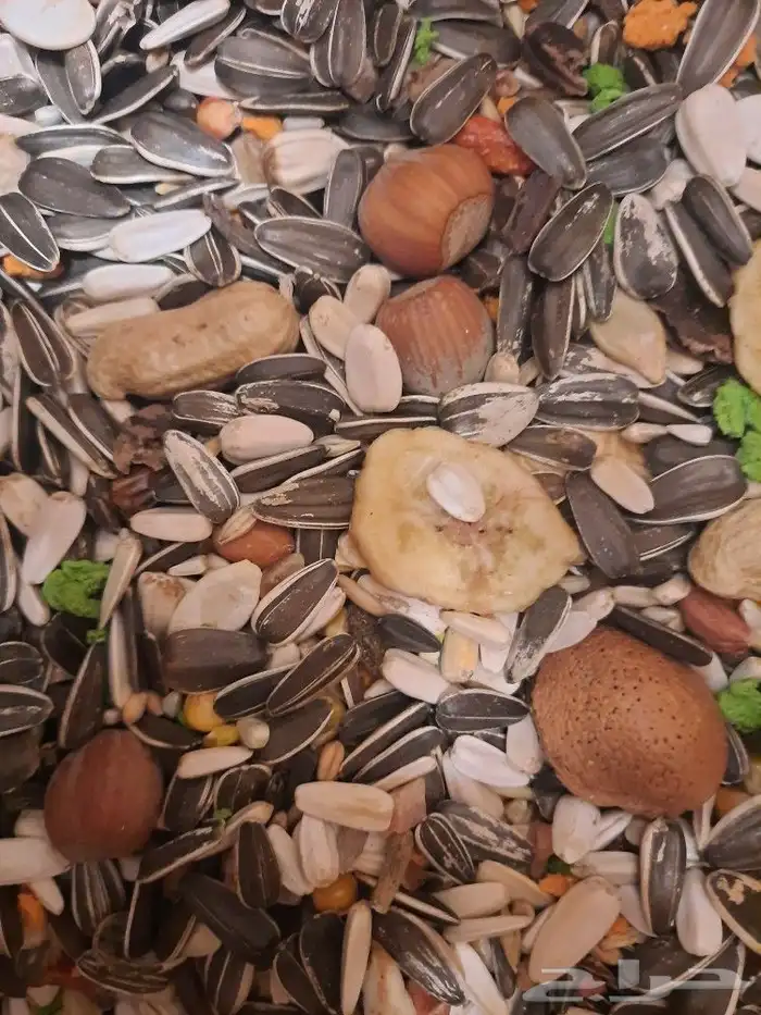 مستلزمات واكل طيور كروان روز كاسكو دره 0