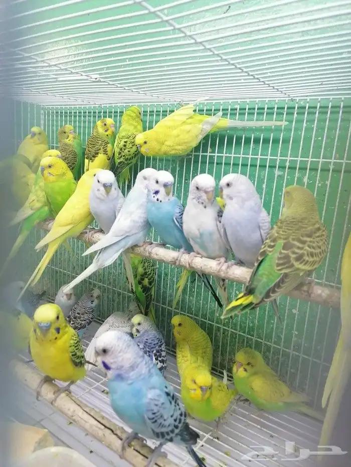 طيور مستلزمات سمك طيور قطط 12