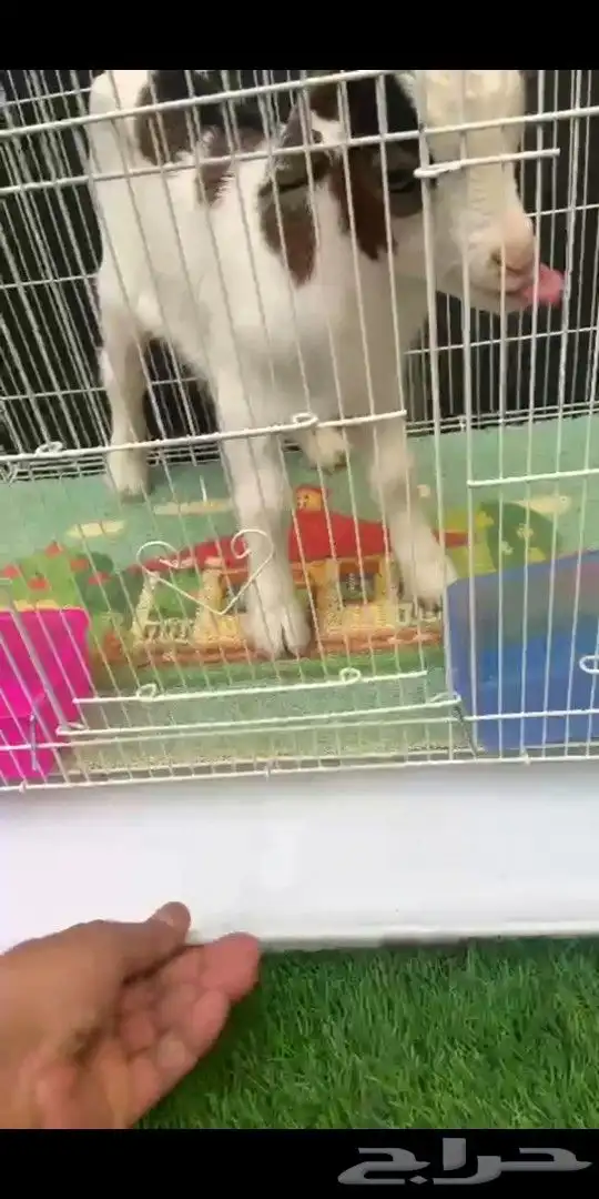 ماعز قزمي تشيكي ذكر مباع الله يبارك لهم 1