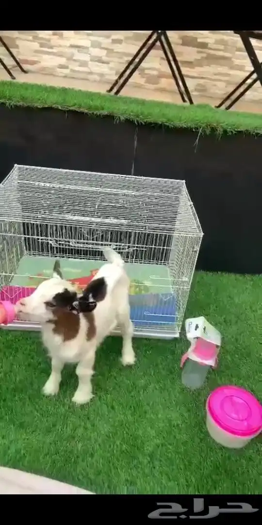 ماعز قزمي تشيكي ذكر مباع الله يبارك لهم 2