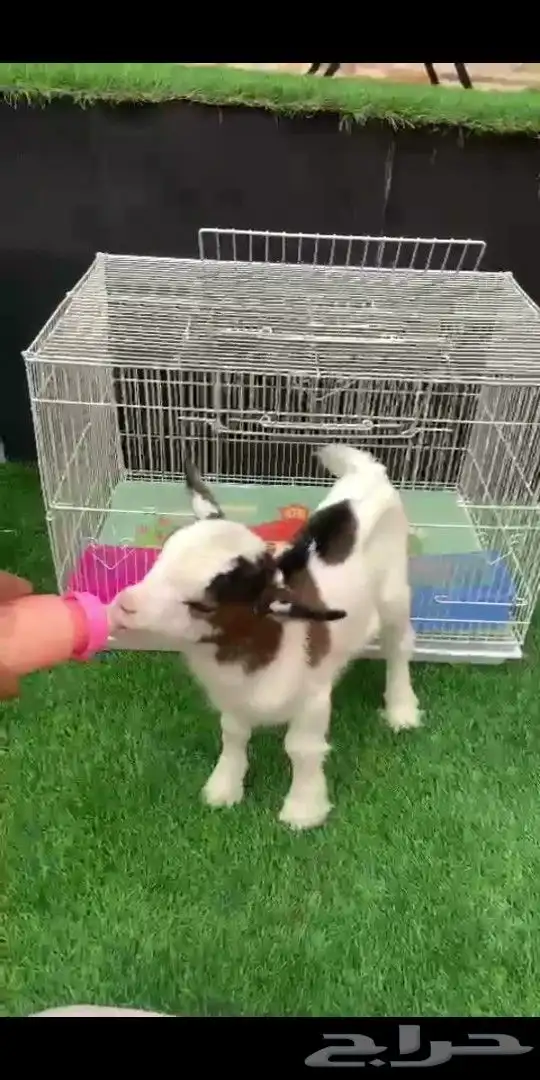 ماعز قزمي تشيكي ذكر مباع الله يبارك لهم 0