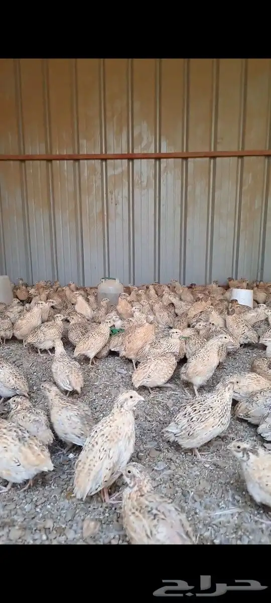 سمان ودجاج لاحم مذبوح ومسلوخ 1