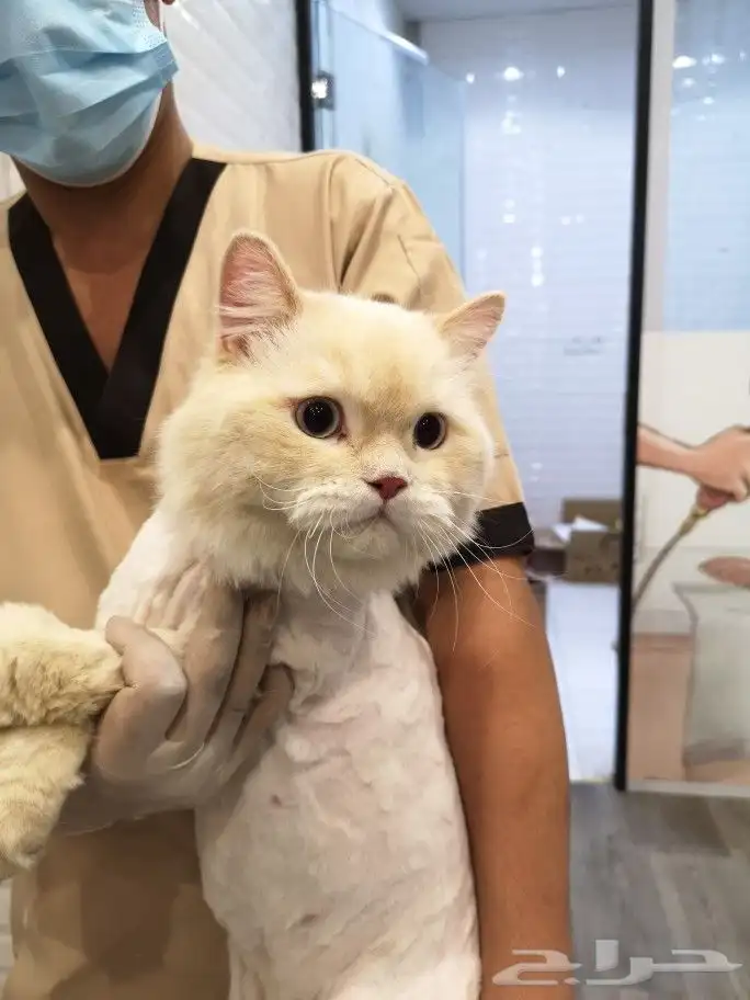 خدمات القطط cat 2