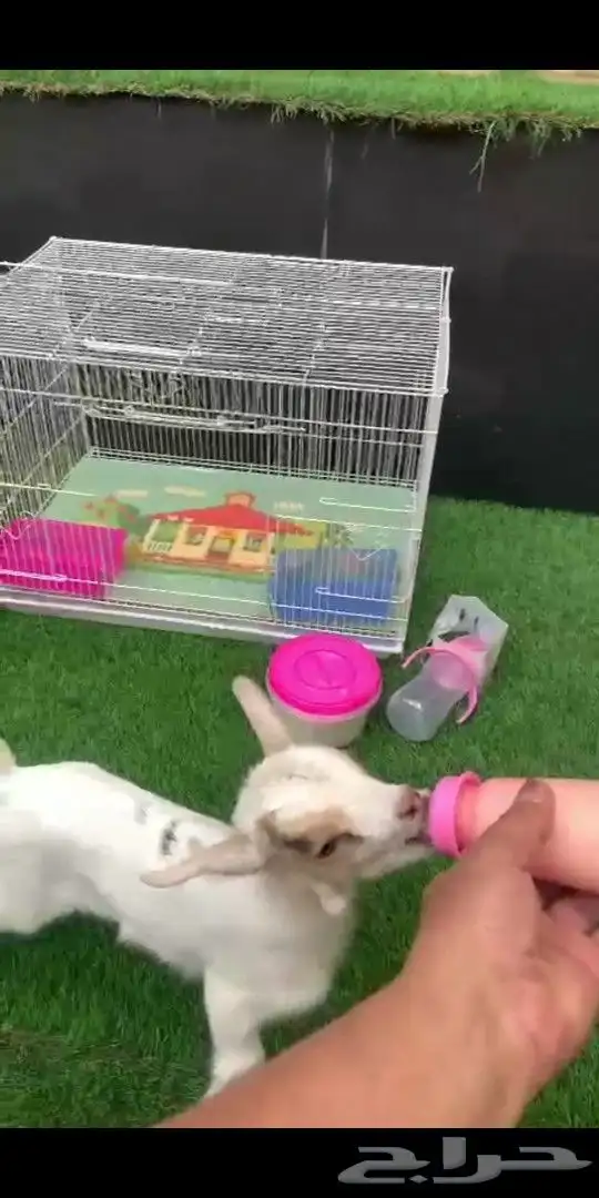 ماعز قزمي ذكر العمر 8 أيام مباع بارك الله لهم 0