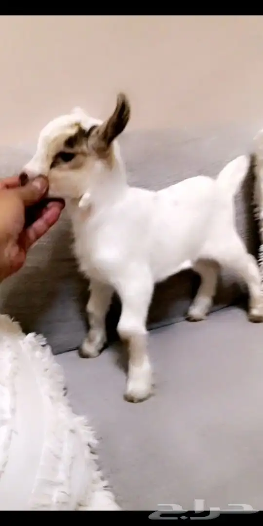 ماعز قزمي ذكر العمر 8 أيام مباع بارك الله لهم 1