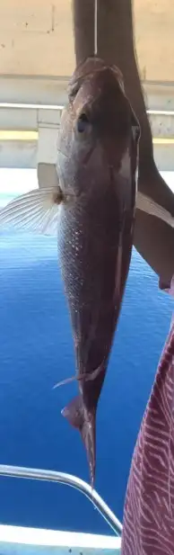 رحلات بياضه بوت مني يخت قارب سفينه 22