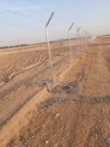 مقاول نخيل تكريب وتوريد جميع انواع النخيل 20