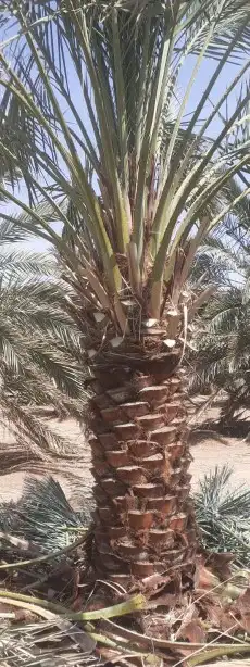 مقاول نخيل تكريب وتوريد جميع انواع النخيل 18