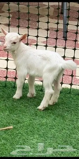 قزمي نوع خاص فاخر مبيوع الله يبارك 0