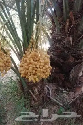 مقاول نخيل تكريب وتوريد جميع انواع النخيل 8