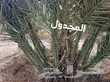 مقاول نخيل تكريب وتوريد جميع انواع النخيل 16
