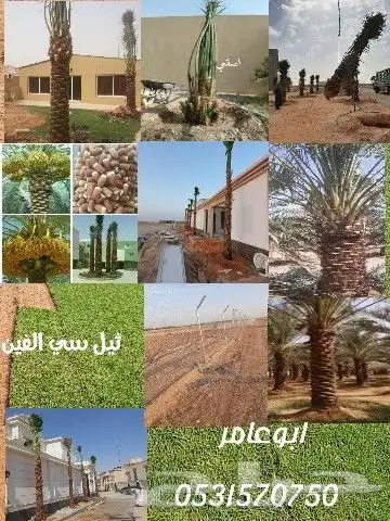 مقاول نخيل تكريب وتوريد جميع انواع النخيل 13