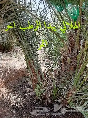 مقاول نخيل تكريب وتوريد جميع انواع النخيل 15