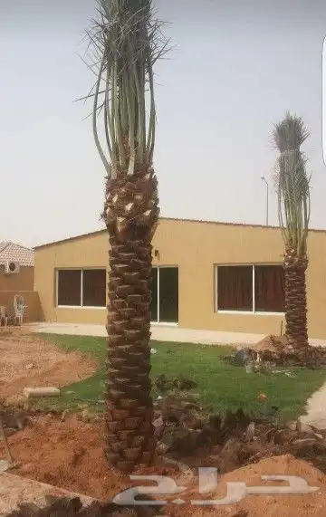 مقاول نخيل تكريب وتوريد جميع انواع النخيل 10